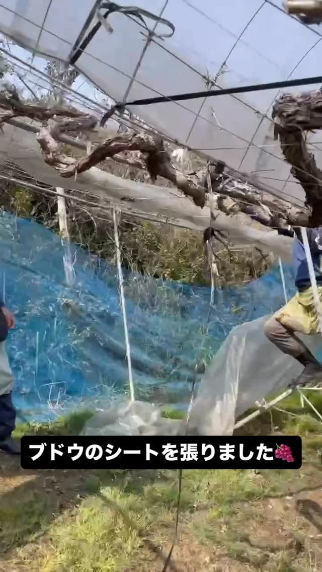 Post 7 by サンヤ農場 on Instagram (video)