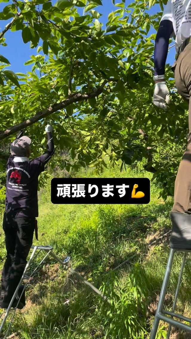 Post 3 by サンヤ農場 on Instagram (video)