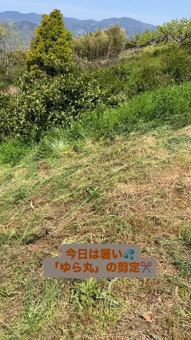 Post 6 by サンヤ農場 on Instagram (video)