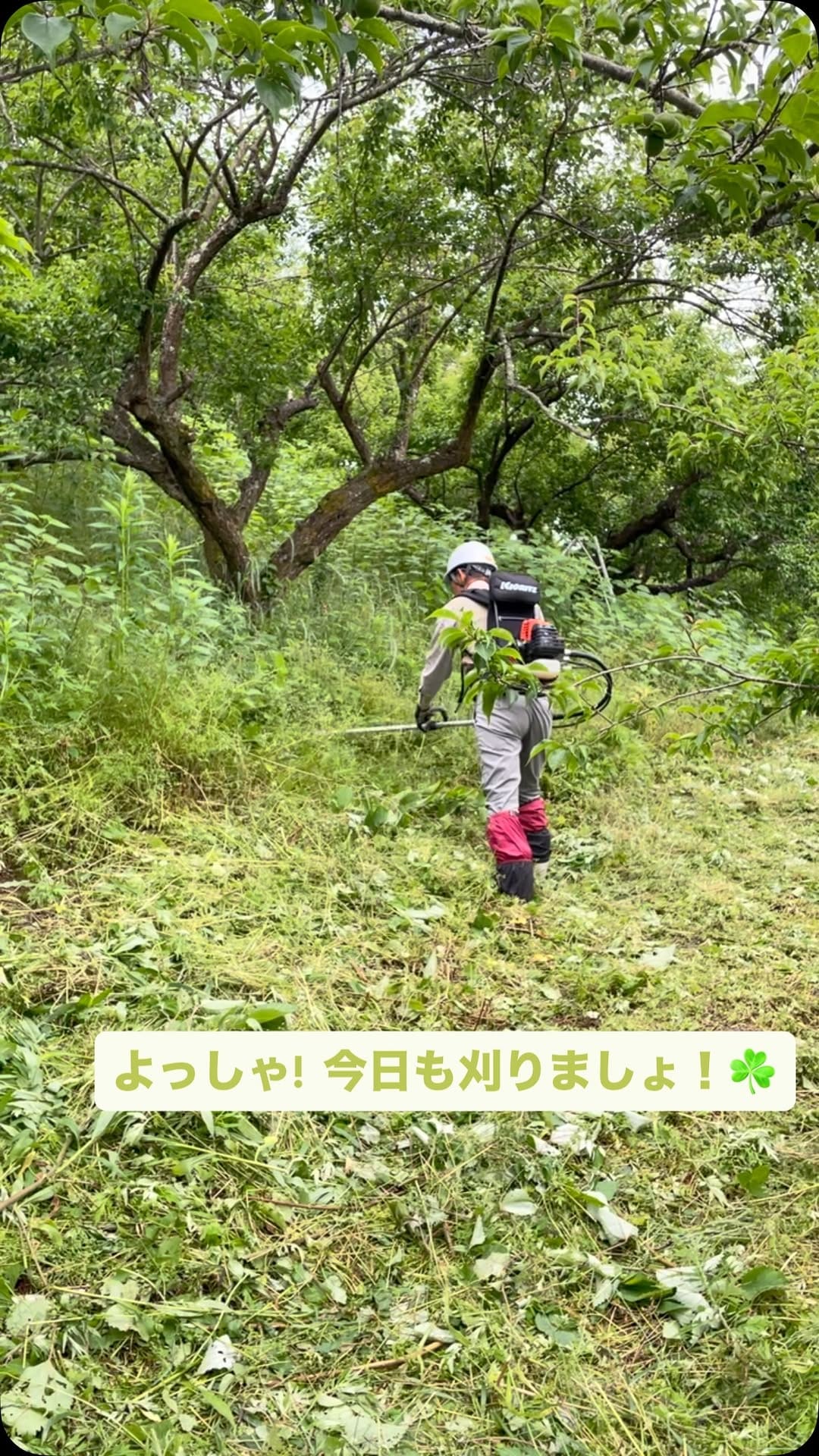 Post 2 by サンヤ農場 on Instagram (video)