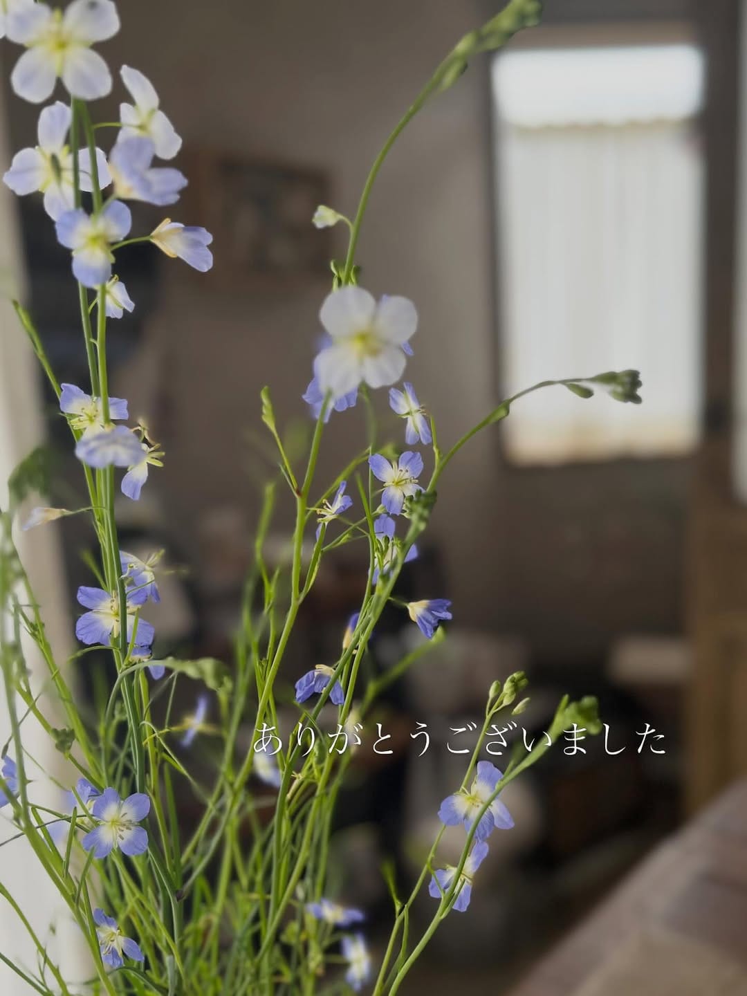 Post 8 by ボンフィ on Instagram (image)
