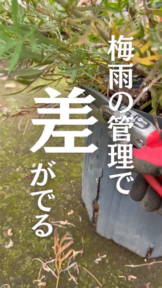 Post 7 by キミドリファーム｜横浜瀬谷の植木屋さん on Instagram (video)