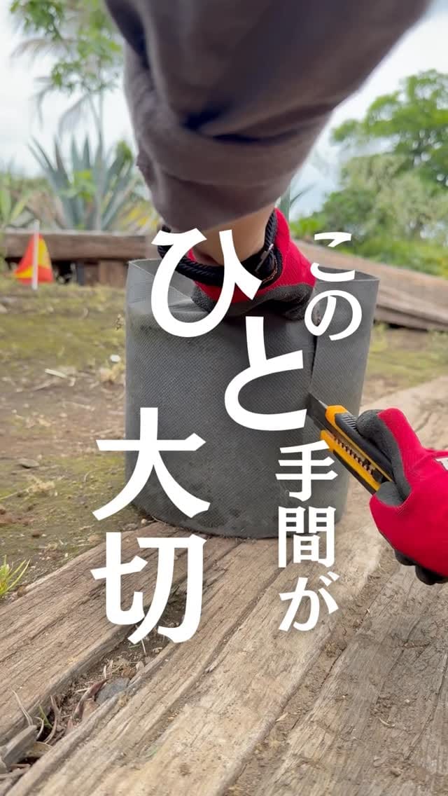 Post 2 by キミドリファーム｜横浜瀬谷の植木屋さん on Instagram (video)