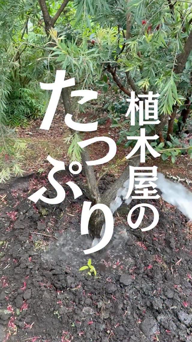 Post 6 by キミドリファーム｜横浜瀬谷の植木屋さん on Instagram (video)