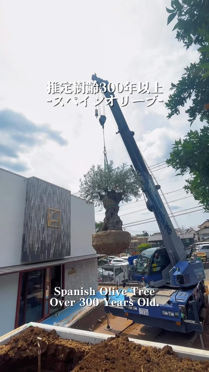 Post 4 by キミドリファーム｜横浜瀬谷の植木屋さん on Instagram (video)