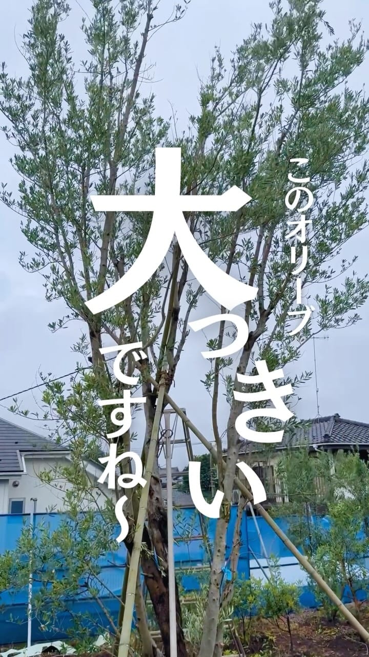 Post 3 by キミドリファーム｜横浜瀬谷の植木屋さん on Instagram (video)