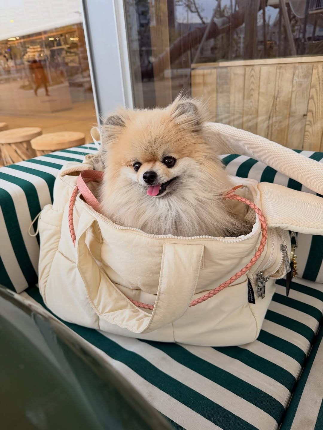 Post 1 by pawdea(ポーディー) dog wear&goods on Instagram (carousel)