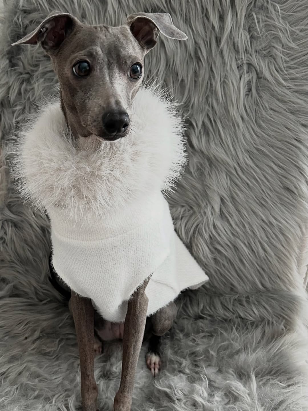 Post 6 by pawdea(ポーディー) dog wear&goods on Instagram (carousel)