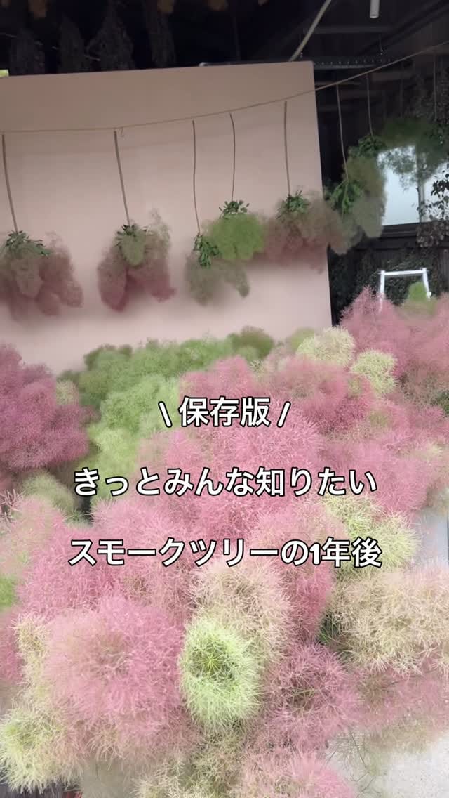 Post 9 by Yuri 𓆸  itabashi  🍊ehime on Instagram (video)