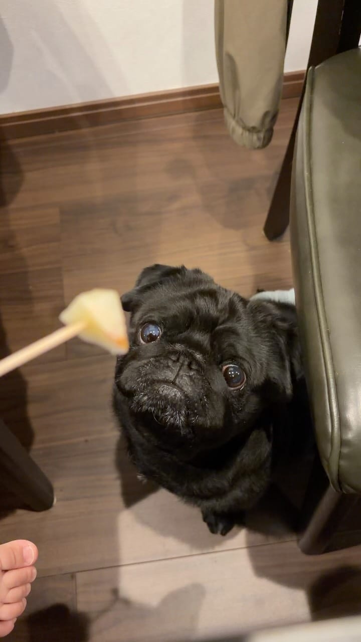 Post 1 by 食いしん坊パグ タロのまいにち on Instagram (video)