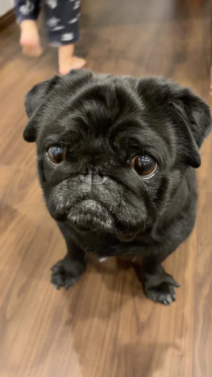 Post 3 by 食いしん坊パグ タロのまいにち on Instagram (video)