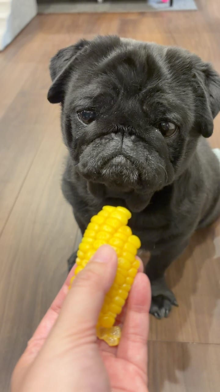 Post 5 by 食いしん坊パグ タロのまいにち on Instagram (video)