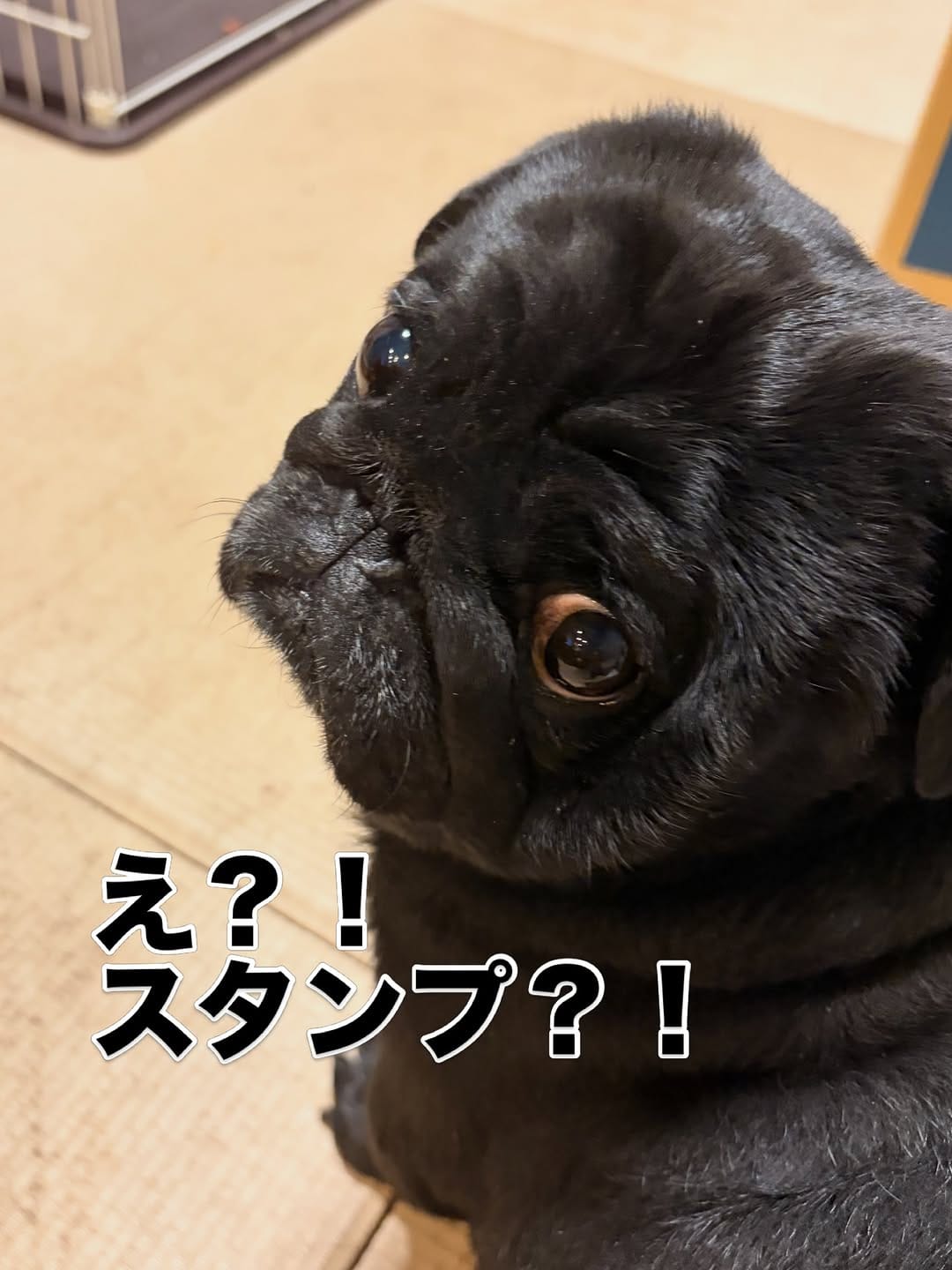 Post 6 by 食いしん坊パグ タロのまいにち on Instagram (carousel)