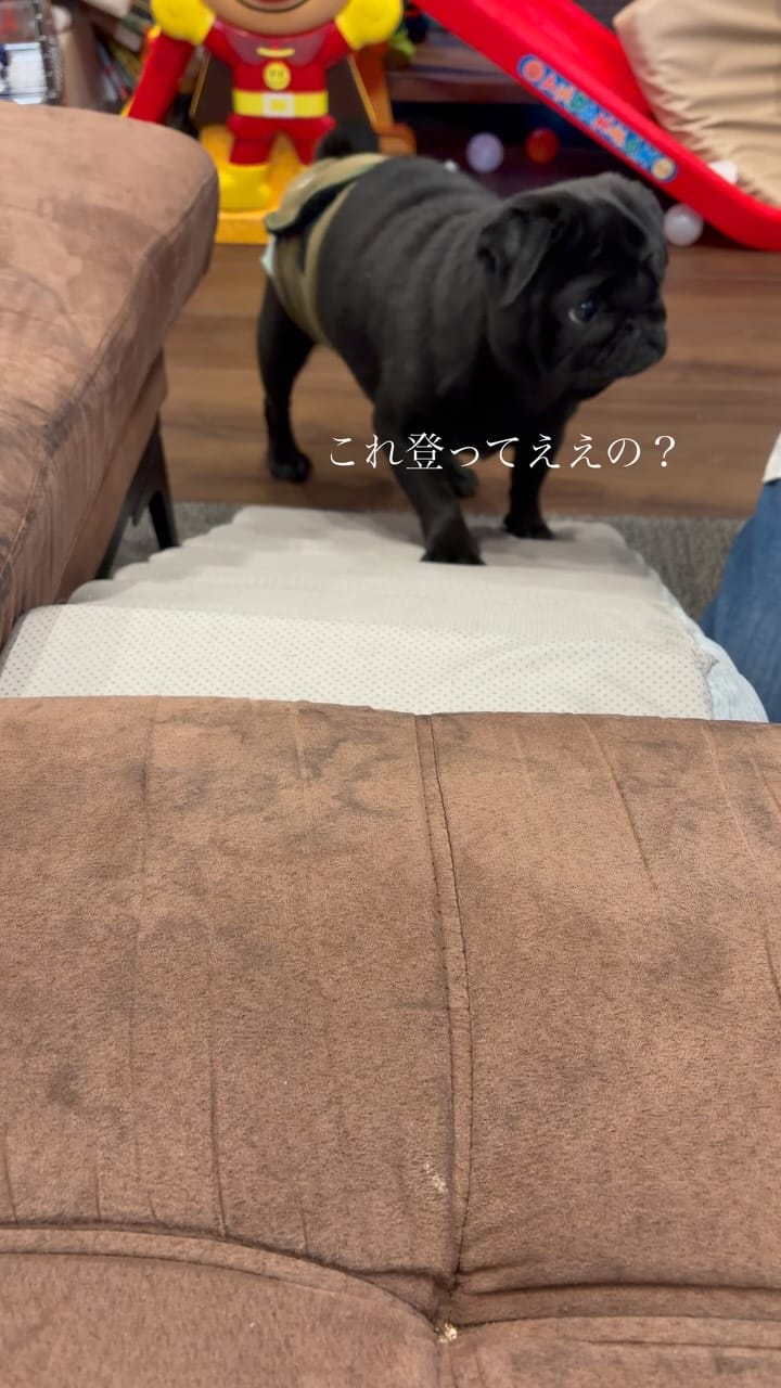 Post 7 by 食いしん坊パグ タロのまいにち on Instagram (video)
