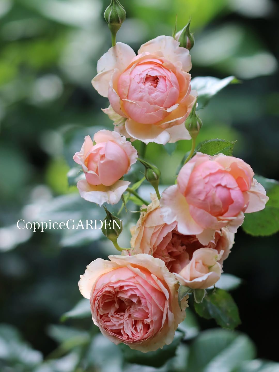 Post 4 by CoppiceGARDEN on Instagram (carousel)