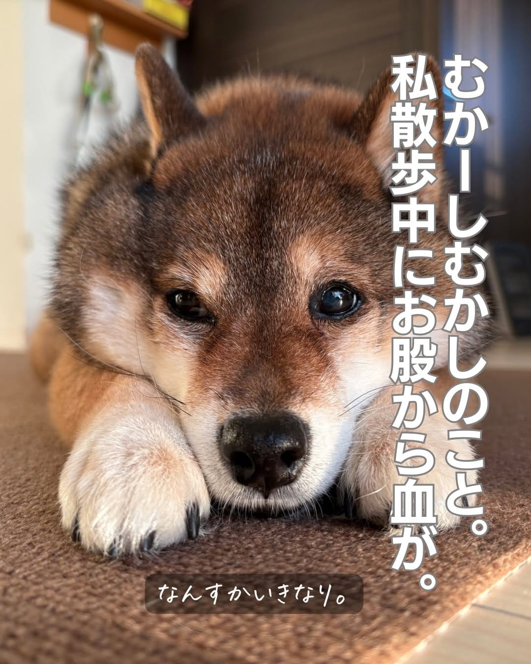 Post 9 by 日本ヒルズ・コルゲート on Instagram (carousel)