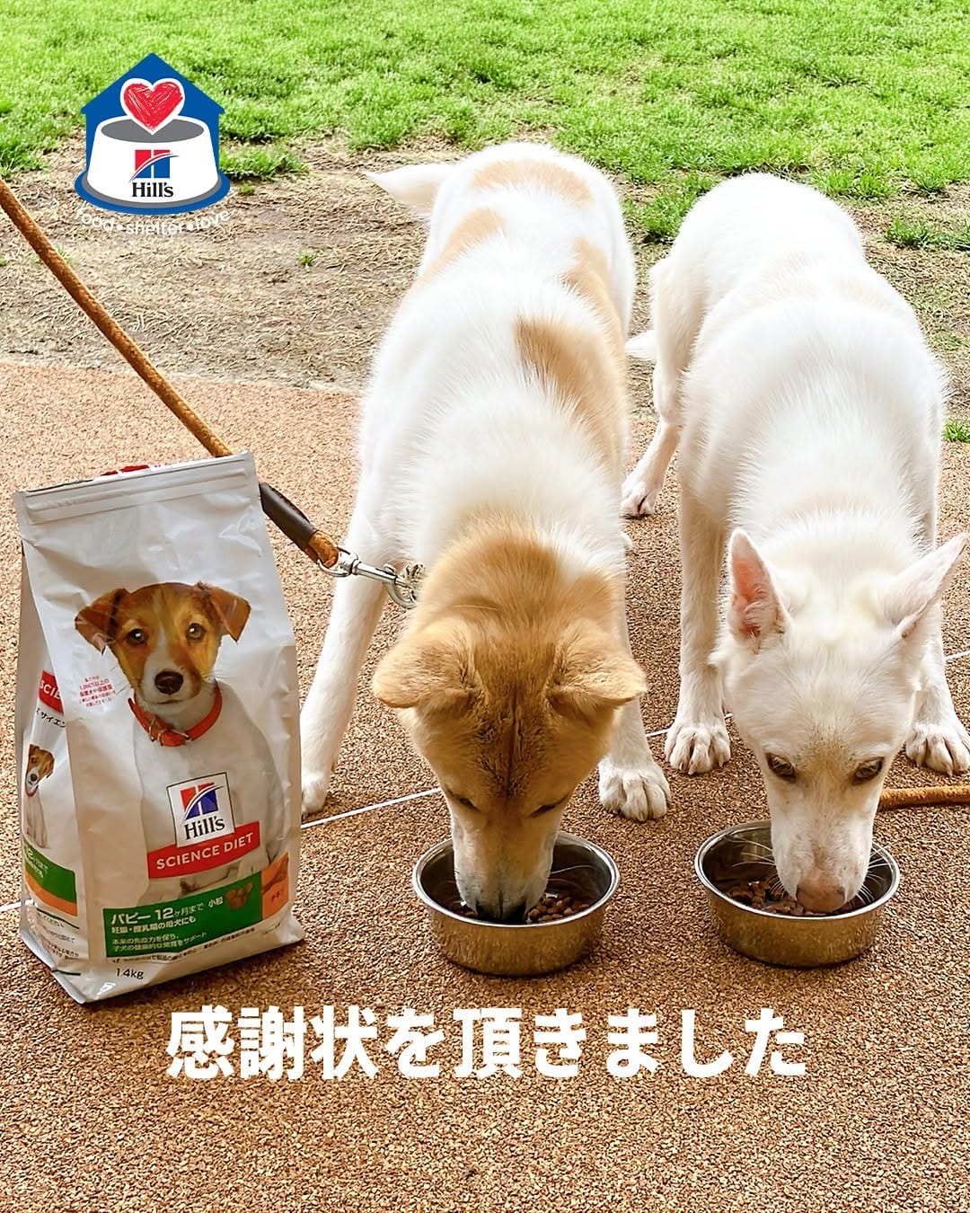 Post 1 by 日本ヒルズ・コルゲート on Instagram (carousel)