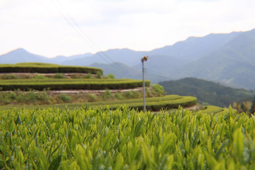 Post 4 by 美濃加茂茶舗 | 日本茶ブランド on Instagram (image)