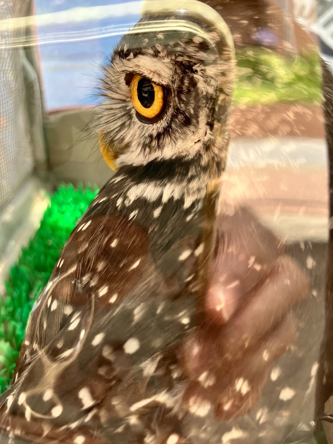 Post 6 by ho-ho-〜ふくろう雑貨とお豆と焼き菓子〜 on Instagram (carousel)