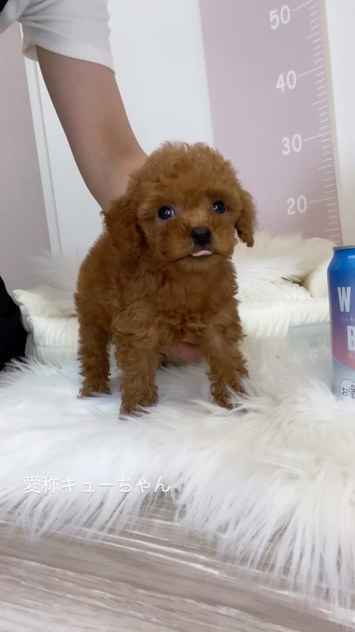 Post 8 by トイプードル専門 パピーガーデン東京ハウス/おうちで育てる子犬屋さん。 on Instagram (video)