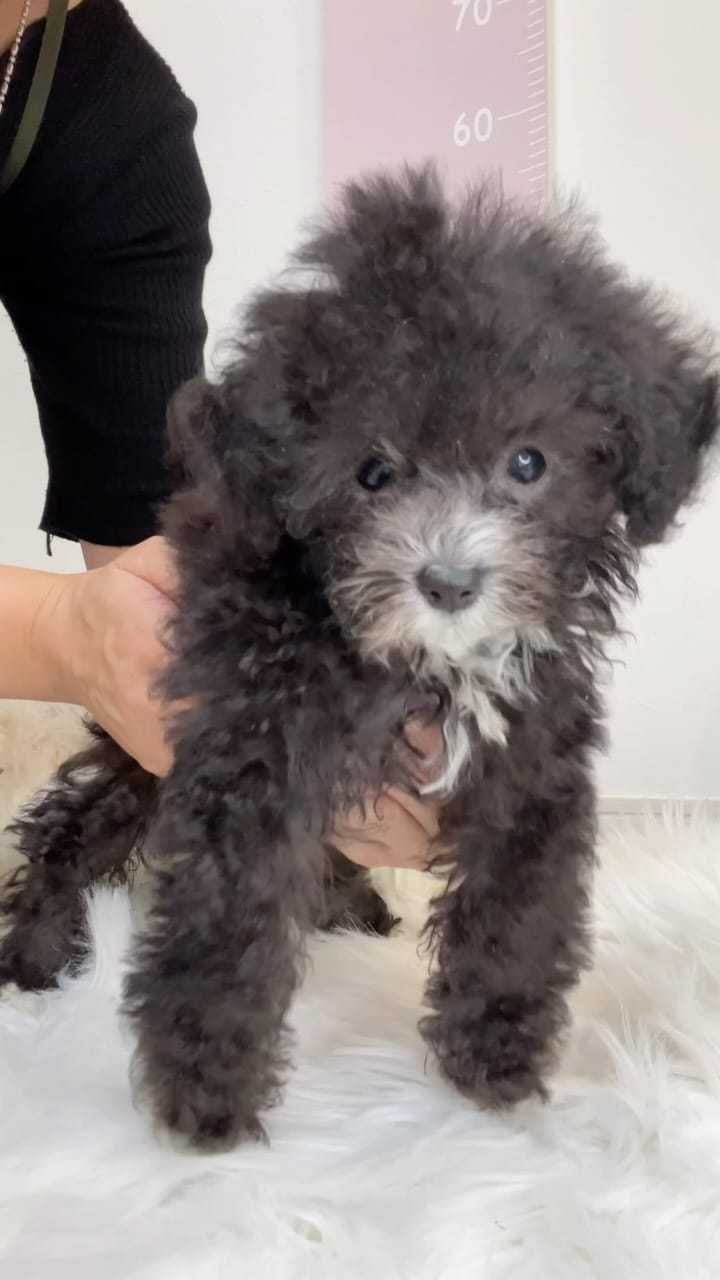 Post 7 by トイプードル専門 パピーガーデン東京ハウス/おうちで育てる子犬屋さん。 on Instagram (video)