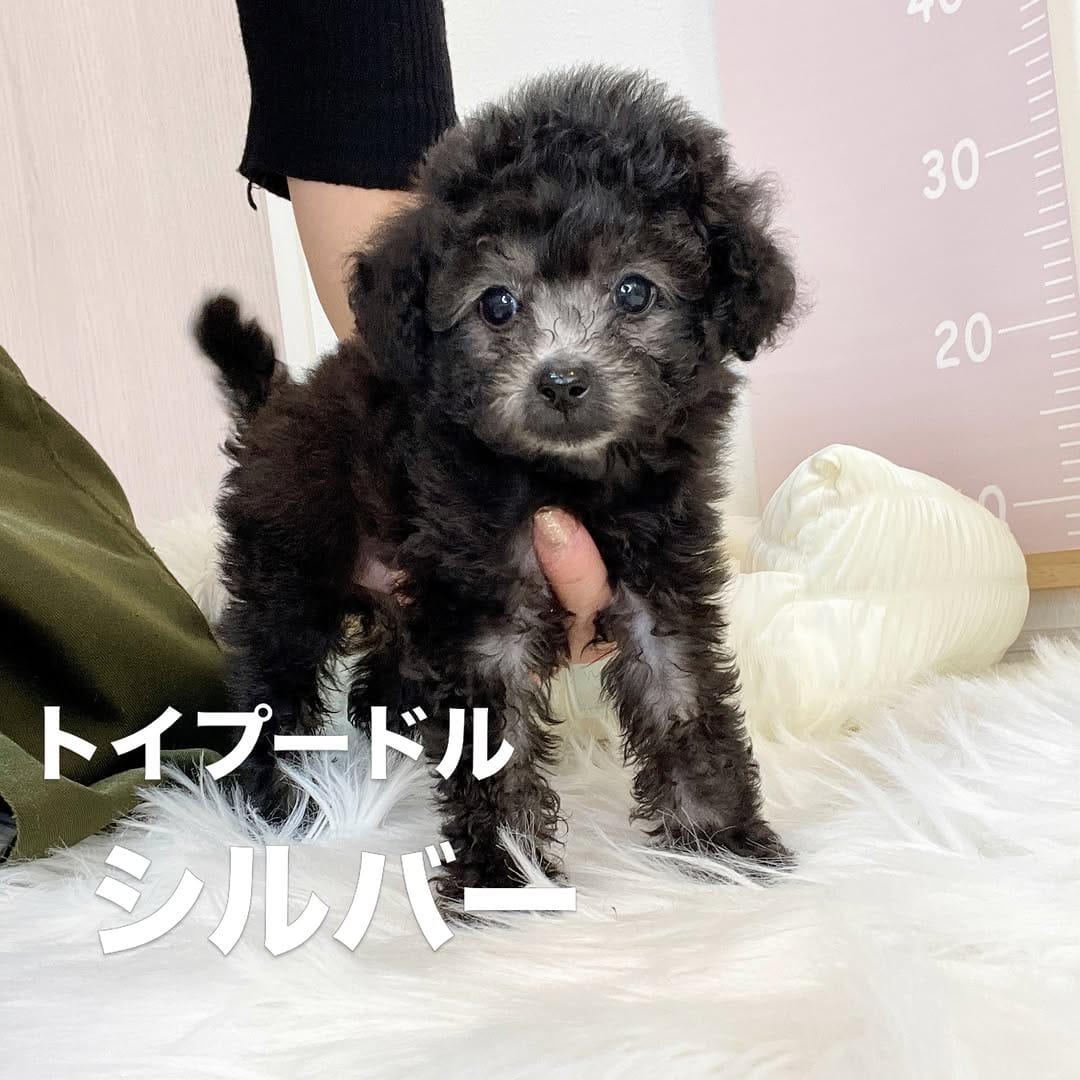 Post 6 by トイプードル専門 パピーガーデン東京ハウス/おうちで育てる子犬屋さん。 on Instagram (carousel)