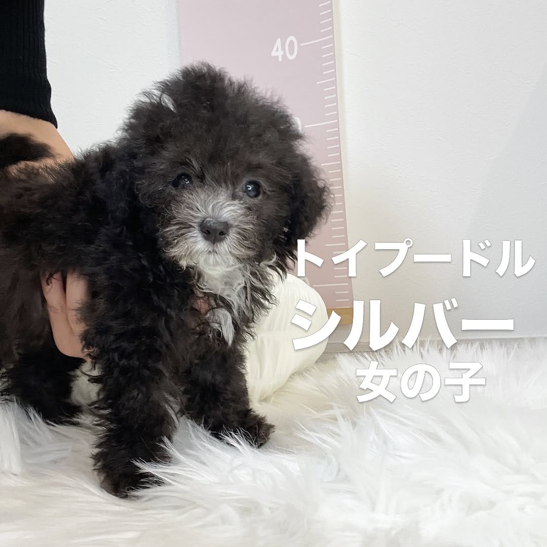 Post 2 by トイプードル専門 パピーガーデン東京ハウス/おうちで育てる子犬屋さん。 on Instagram (carousel)
