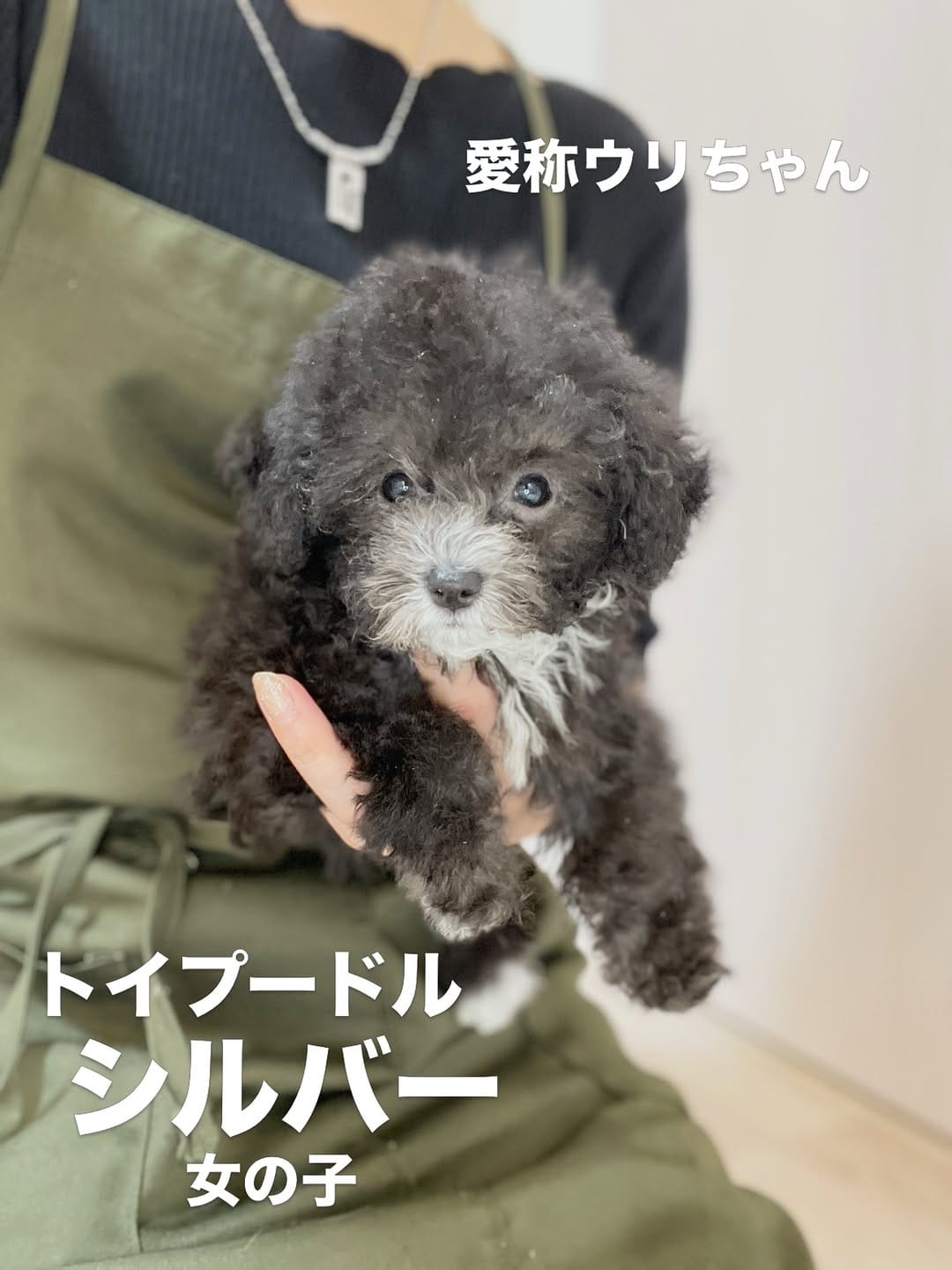 Post 5 by トイプードル専門 パピーガーデン東京ハウス/おうちで育てる子犬屋さん。 on Instagram (carousel)