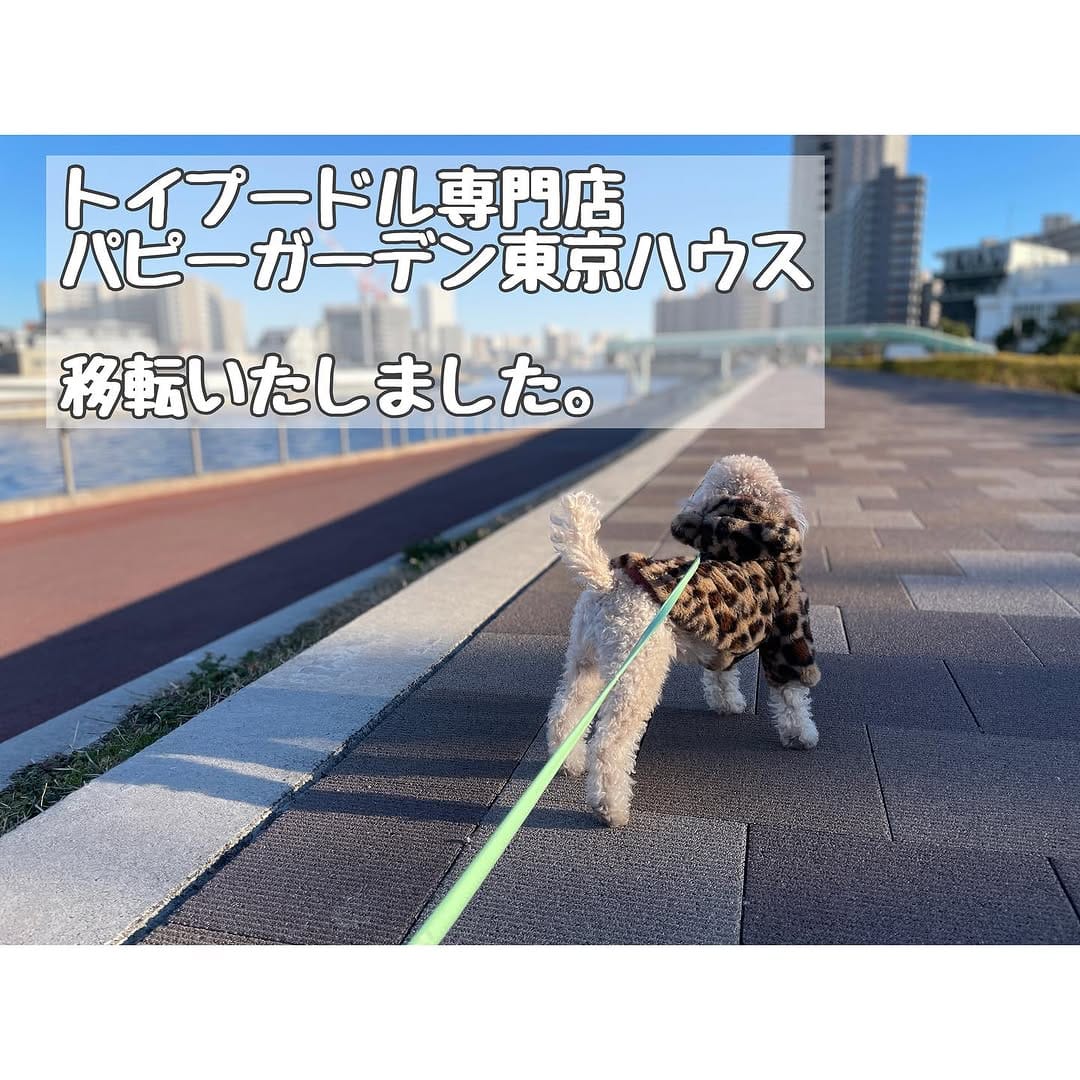 Post 10 by トイプードル専門 パピーガーデン東京ハウス/おうちで育てる子犬屋さん。 on Instagram (carousel)