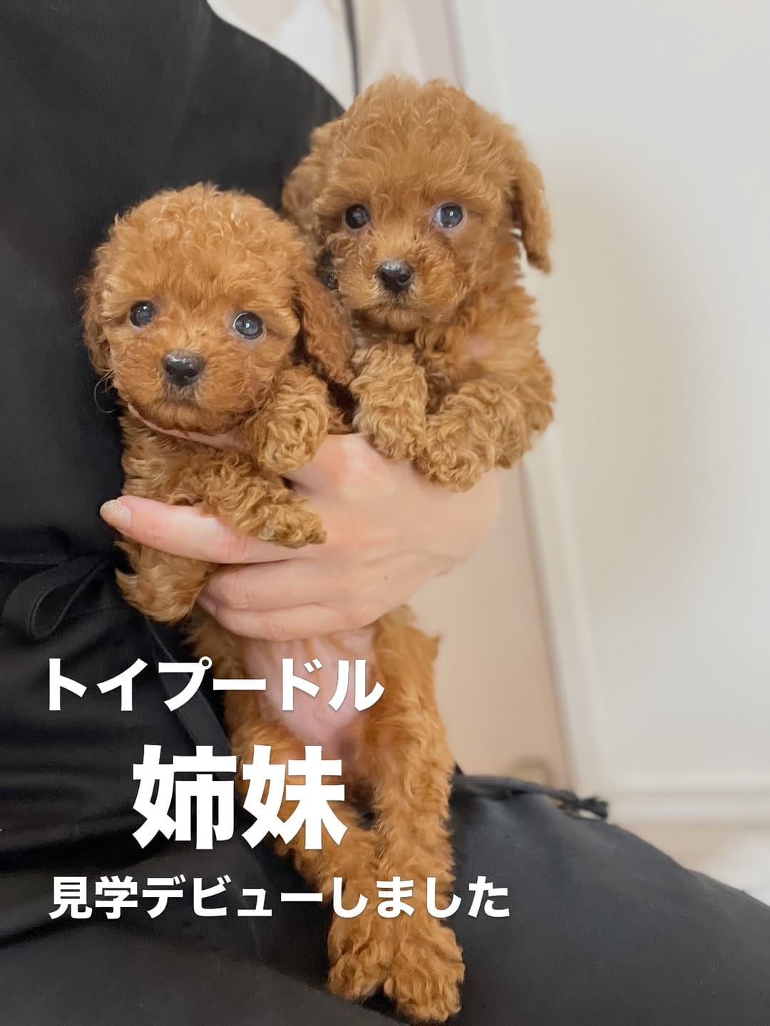 Post 3 by トイプードル専門 パピーガーデン東京ハウス/おうちで育てる子犬屋さん。 on Instagram (carousel)