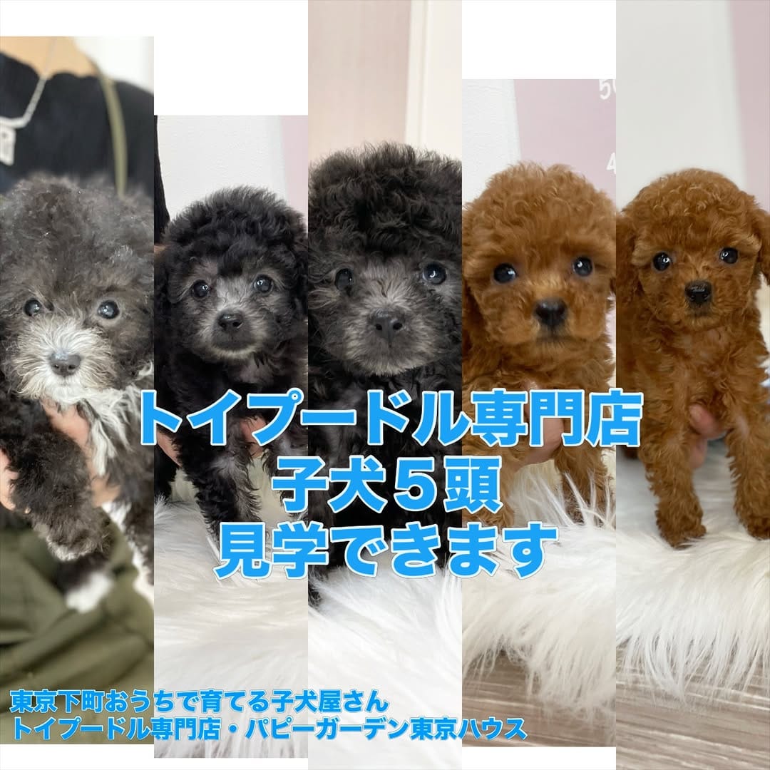 Post 4 by トイプードル専門 パピーガーデン東京ハウス/おうちで育てる子犬屋さん。 on Instagram (carousel)