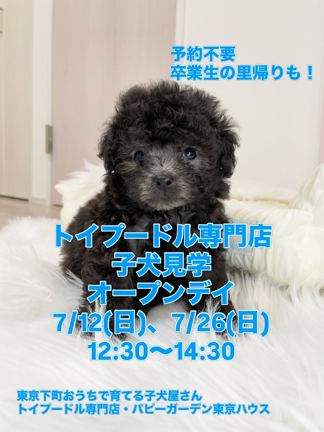 Post 1 by トイプードル専門 パピーガーデン東京ハウス/おうちで育てる子犬屋さん。 on Instagram (image)