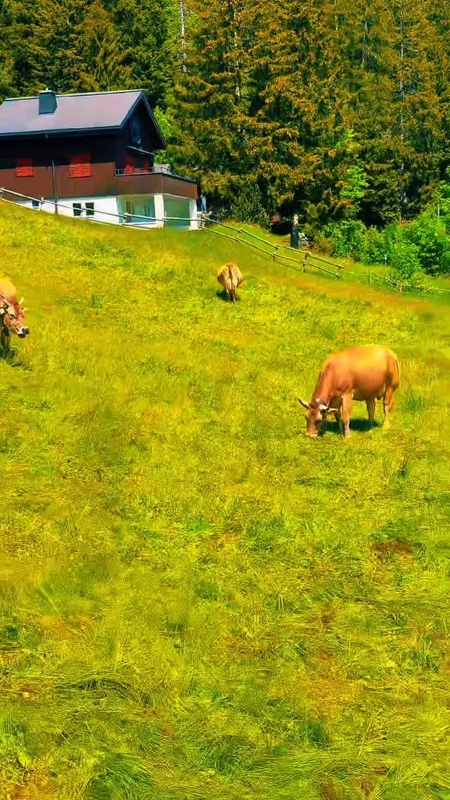Post 5 by Netherlands & Europe Travel on Instagram (video)