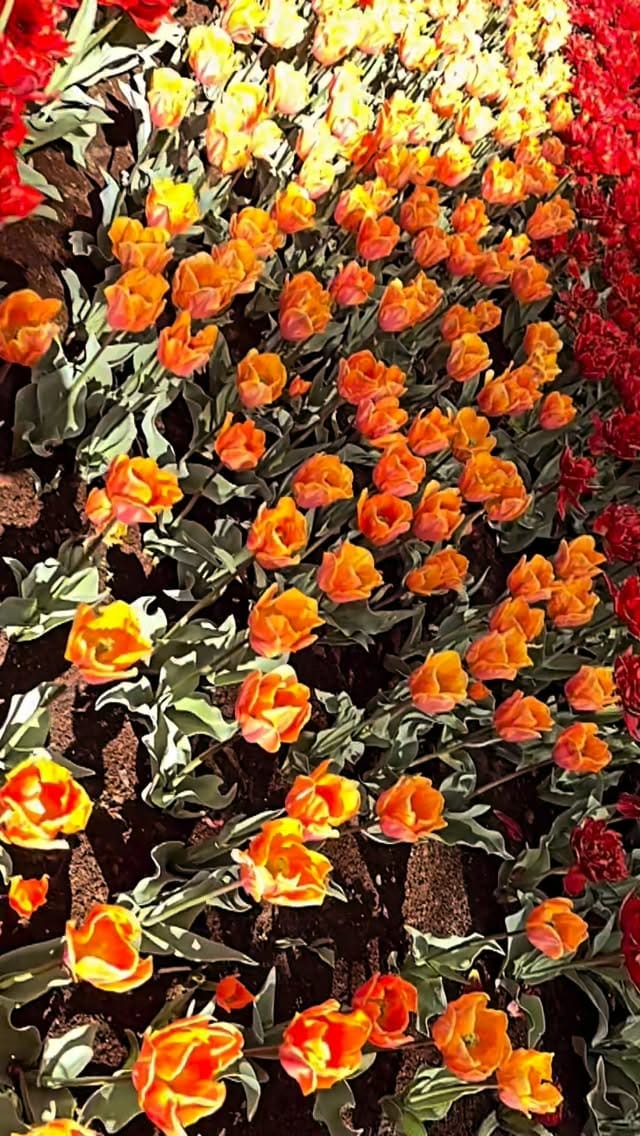 Post 3 by Netherlands & Europe Travel on Instagram (video)