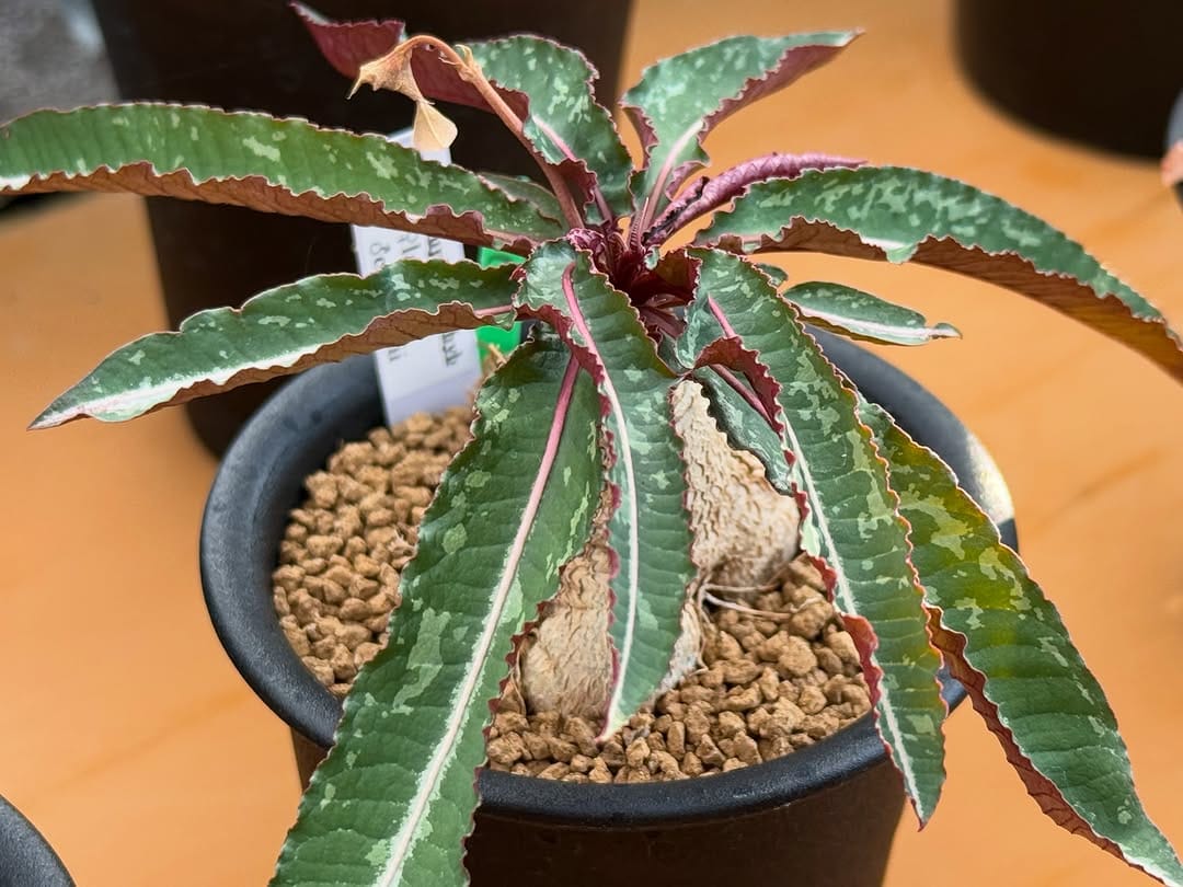 Post 6 by 多肉植物とまめ盆栽の専門店1000's BASE on Instagram (image)