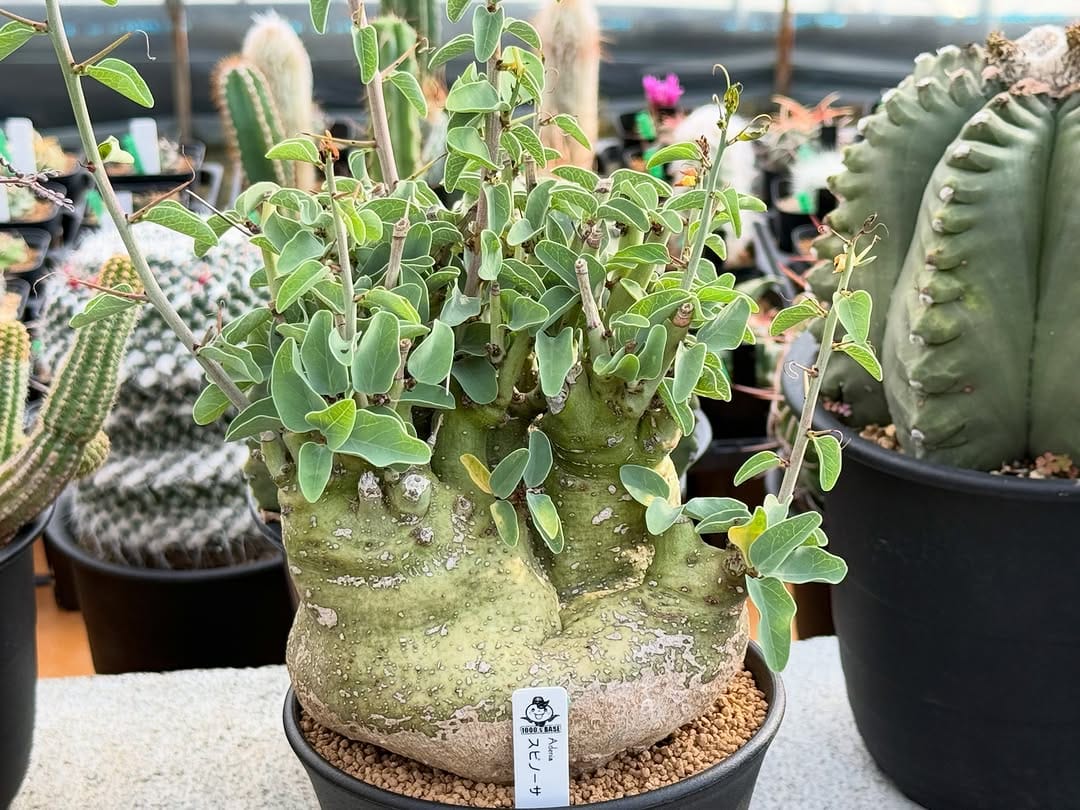 Post 7 by 多肉植物とまめ盆栽の専門店1000's BASE on Instagram (image)
