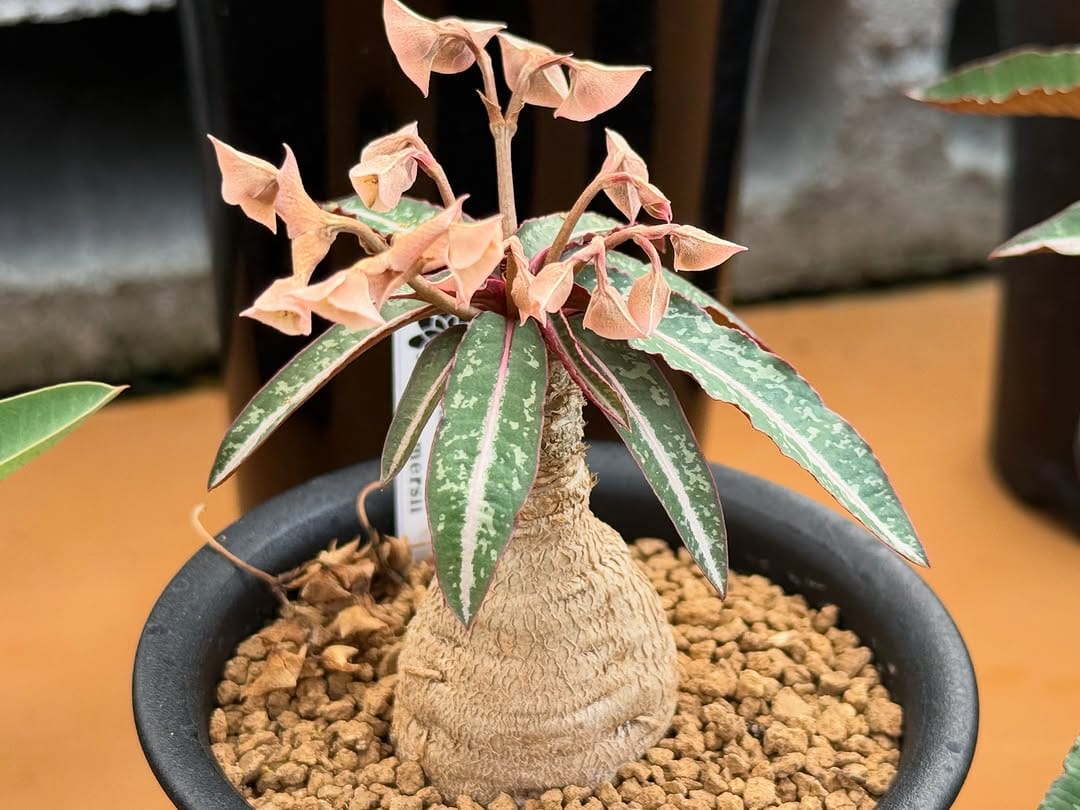 Post 2 by 多肉植物とまめ盆栽の専門店1000's BASE on Instagram (image)