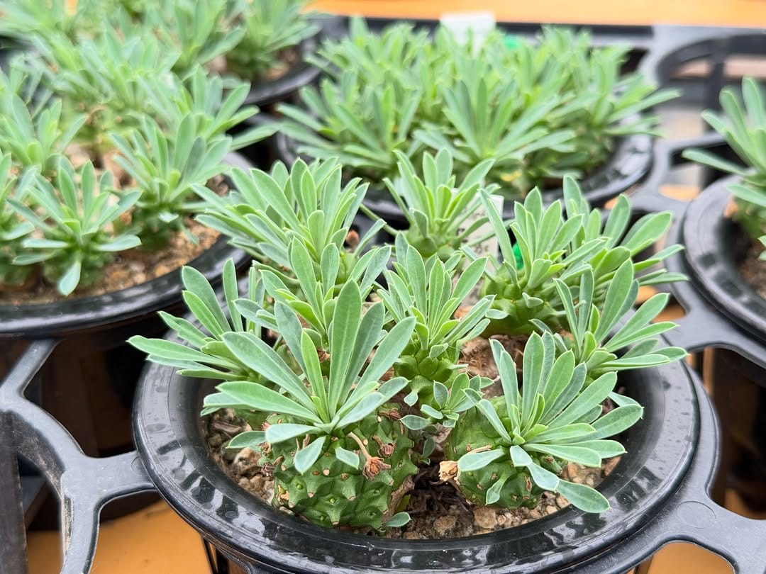 Post 1 by 多肉植物とまめ盆栽の専門店1000's BASE on Instagram (image)