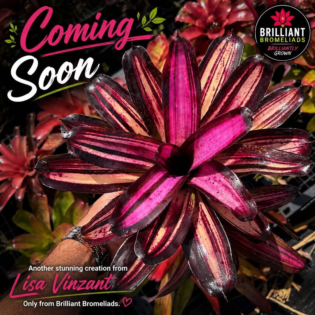 Post 8 by Brilliant Bromeliads on Instagram (image)