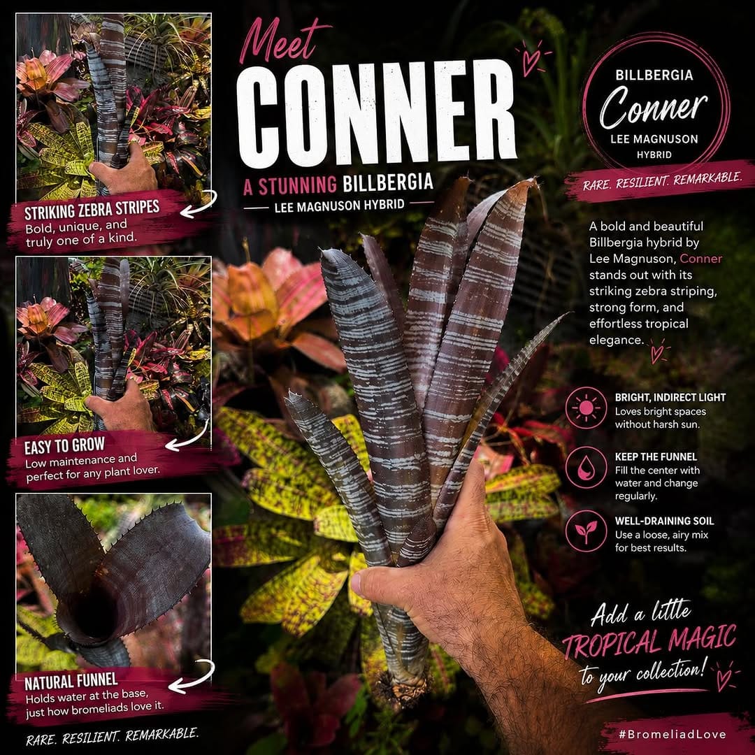 Post 5 by Brilliant Bromeliads on Instagram (image)