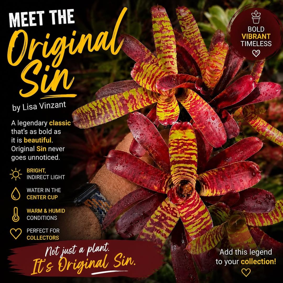 Post 9 by Brilliant Bromeliads on Instagram (image)