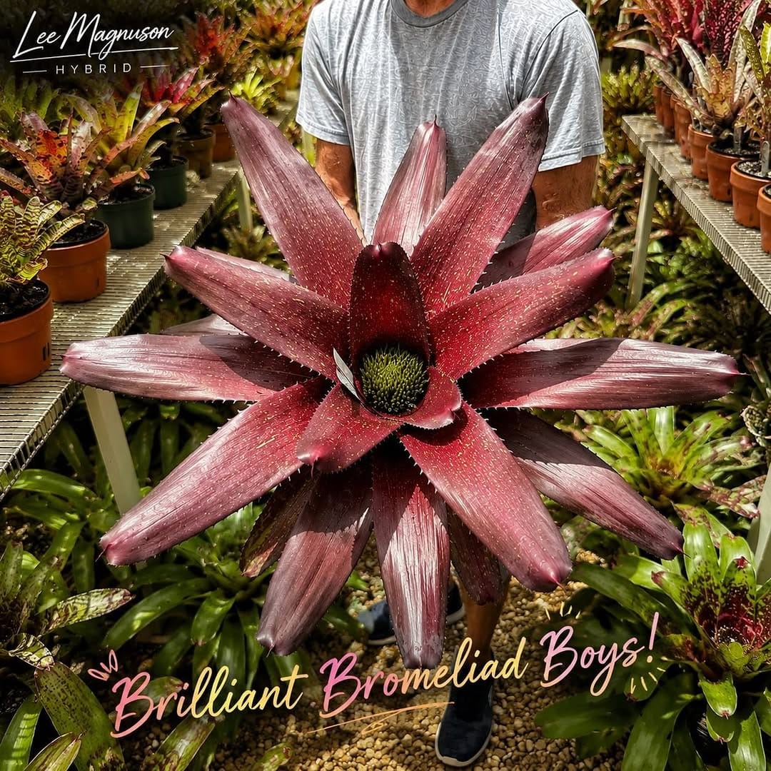 Post 3 by Brilliant Bromeliads on Instagram (image)