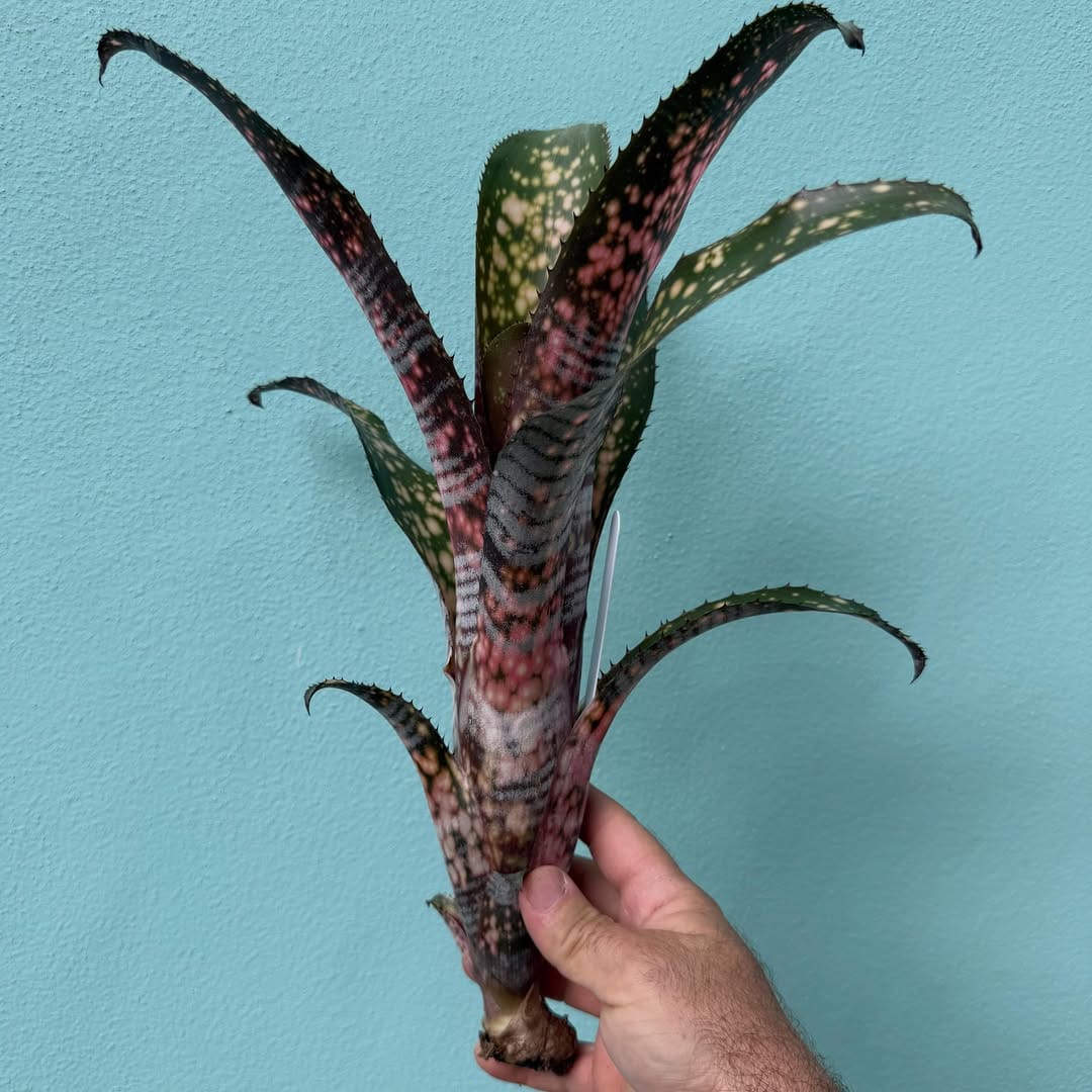 Post 6 by Brilliant Bromeliads on Instagram (carousel)