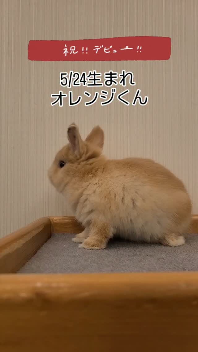 Post 1 by 九州うさぎclub on Instagram (video)