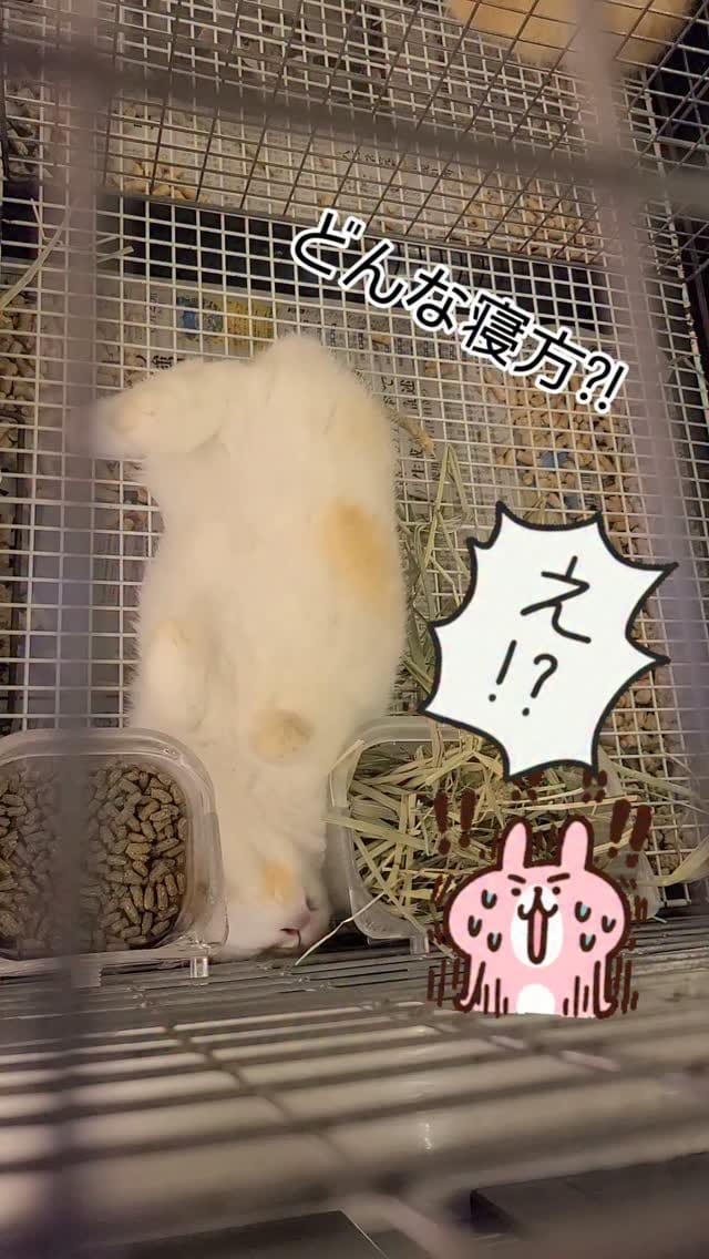 Post 5 by 九州うさぎclub on Instagram (video)