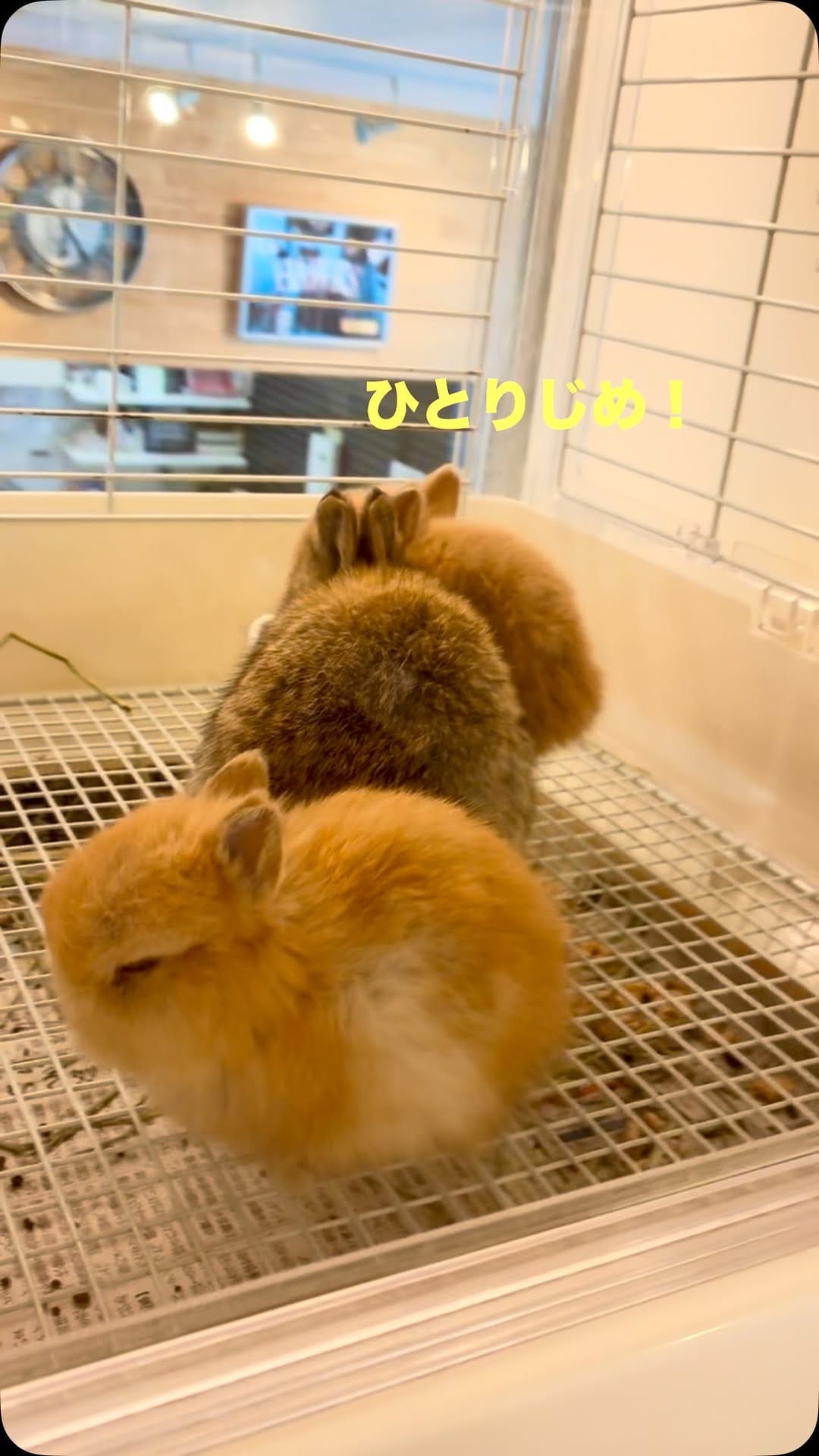 Post 6 by 九州うさぎclub on Instagram (video)