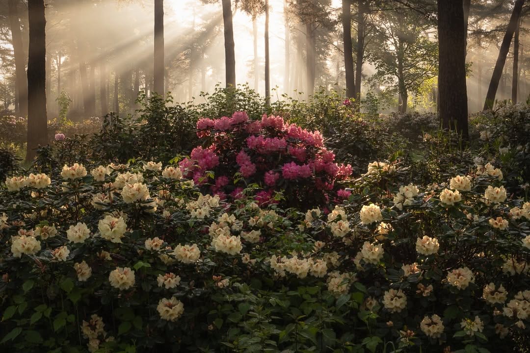 Post 1 by Jeroen Schouten on Instagram (image)