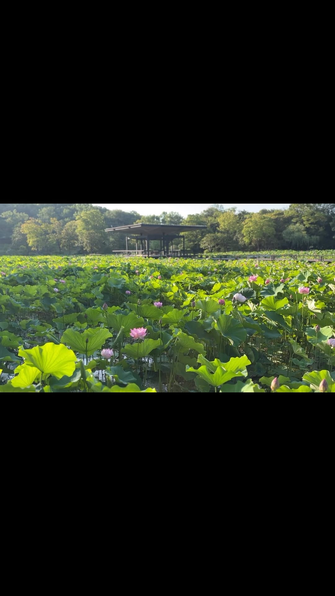 Post 4 by スコーン屋　つむぎ on Instagram (video)