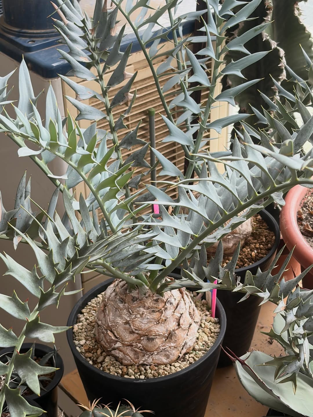 Post 8 by （有）山城愛仙園ーとげ家ー on Instagram (carousel)