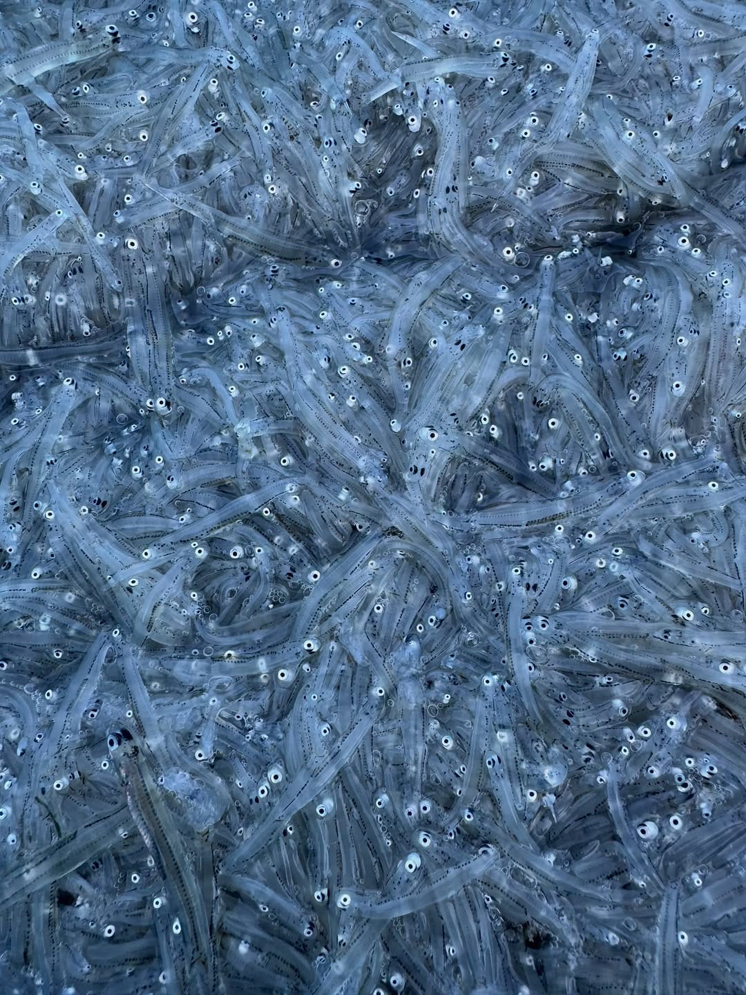 Post 2 by 浜野水産 湘南丸 on Instagram (image)